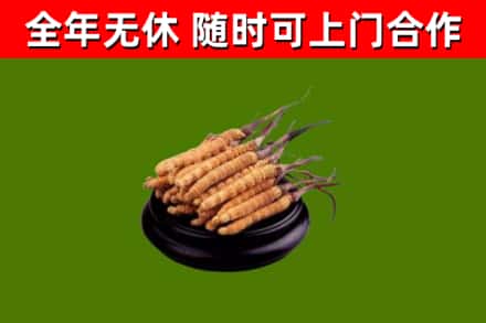 赤峰回收冬虫夏草